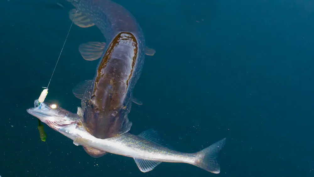 The best lures for pike in autumn for spinning