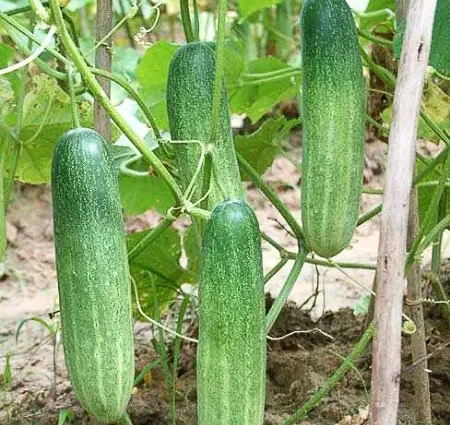 The best varieties of cucumbers for polycarbonate greenhouses