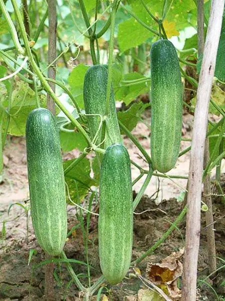 The best varieties of cucumbers for polycarbonate greenhouses