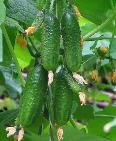 The best varieties of cucumbers for polycarbonate greenhouses