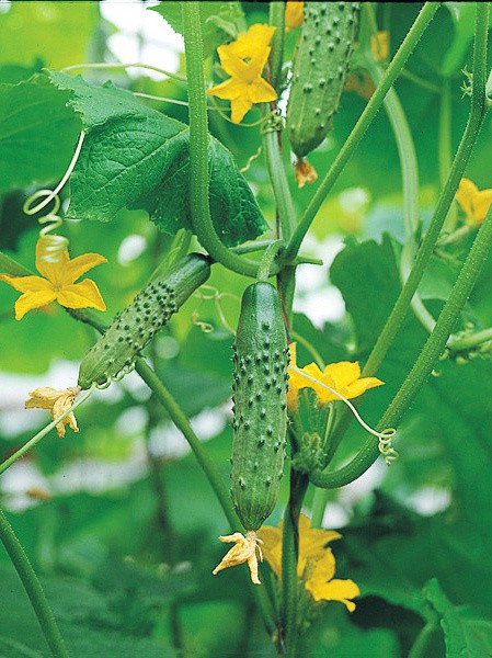 The best varieties of cucumbers for polycarbonate greenhouses