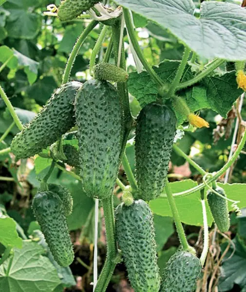 The best varieties of cucumbers for polycarbonate greenhouses