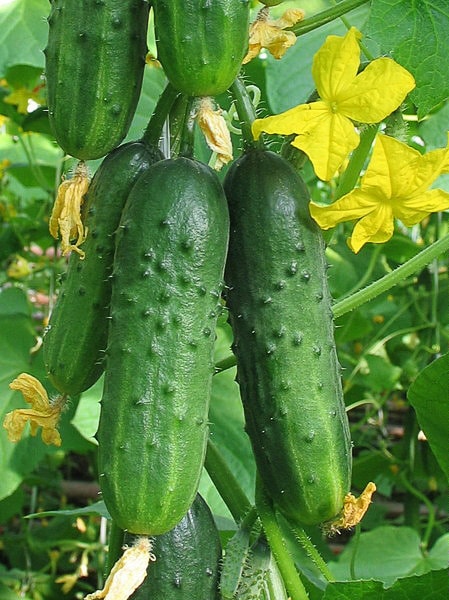 The best varieties of cucumbers for polycarbonate greenhouses