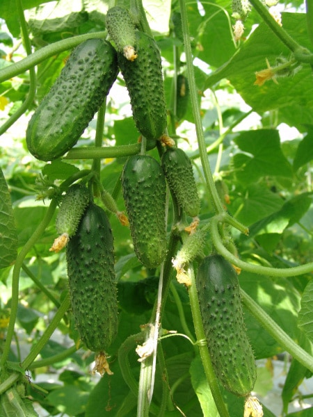 The best varieties of cucumbers for polycarbonate greenhouses