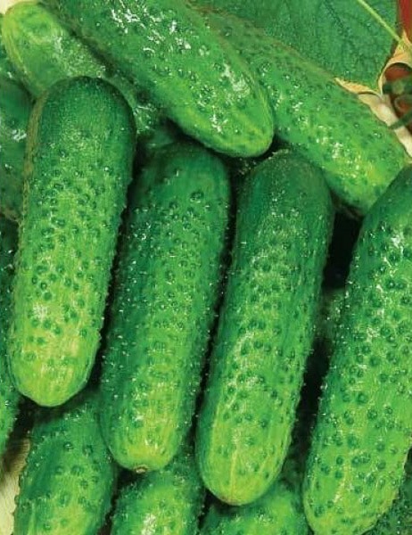 The best varieties of cucumbers for polycarbonate greenhouses