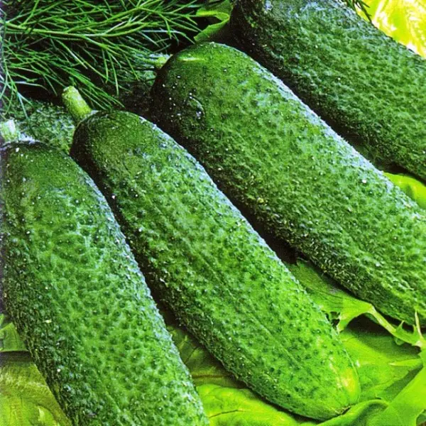 The best varieties of cucumbers for polycarbonate greenhouses