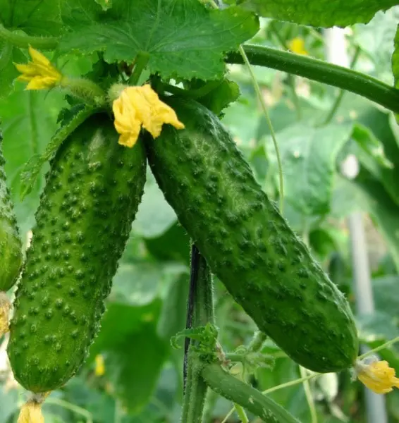 The best varieties of cucumbers for polycarbonate greenhouses