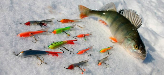 The best winter lures for perch, for winter fishing