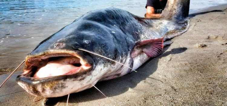 Le plus gros poisson-chat du monde, TOP10 avec des exemples de photos