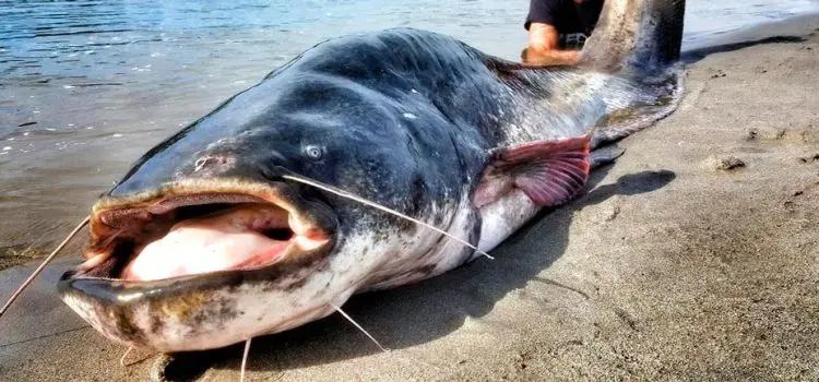 The largest catfish in the world, TOP10 with photo examples