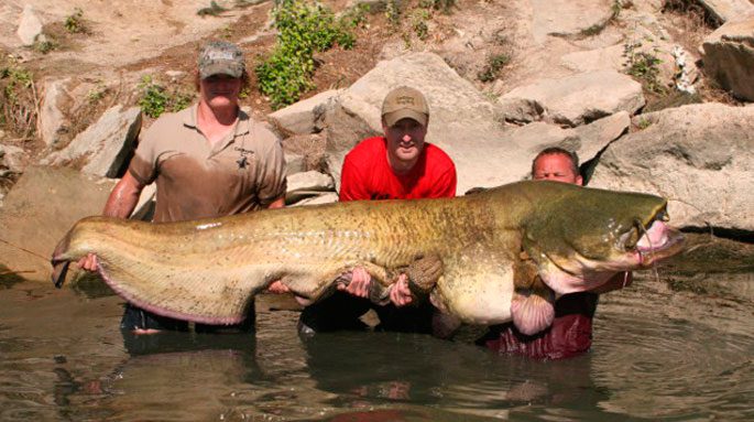 The largest catfish in the world, TOP10 with photo examples