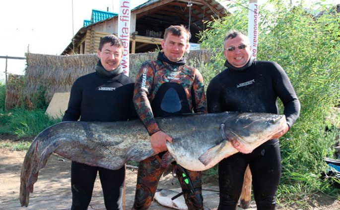 The largest catfish in the world, TOP10 with photo examples