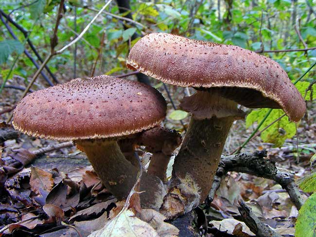 The largest mushrooms in the world