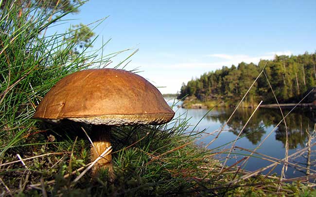 The largest mushrooms in the world