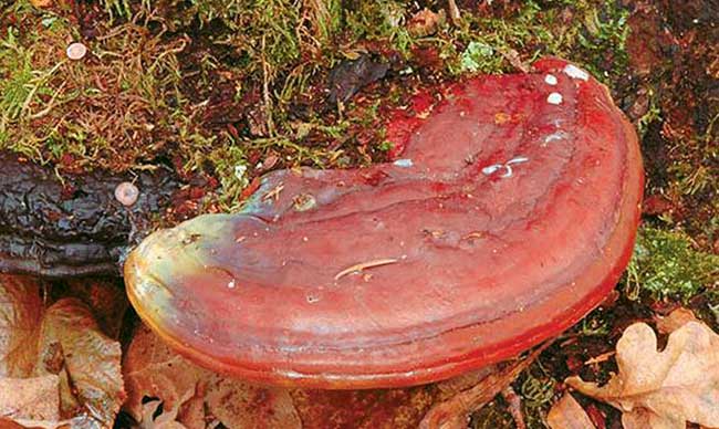 The largest mushrooms in the world