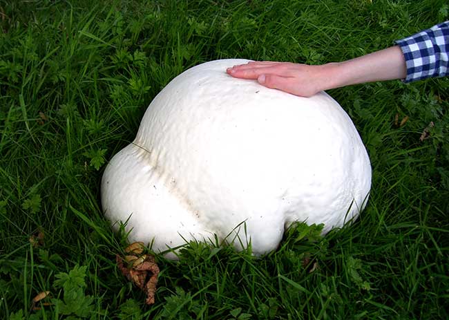 The largest mushrooms in the world