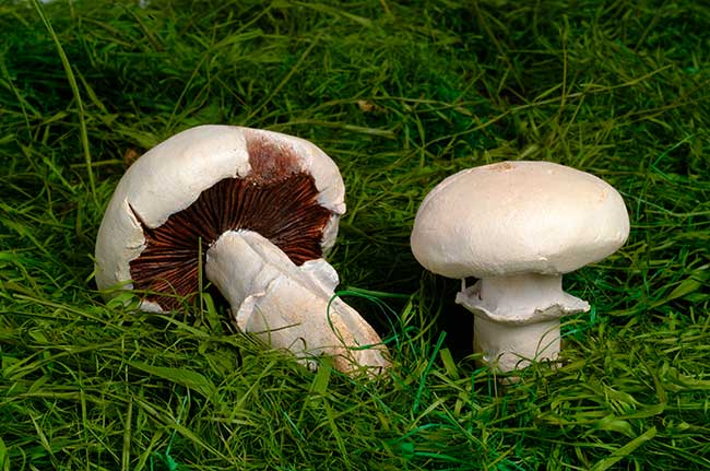 The largest mushrooms in the world