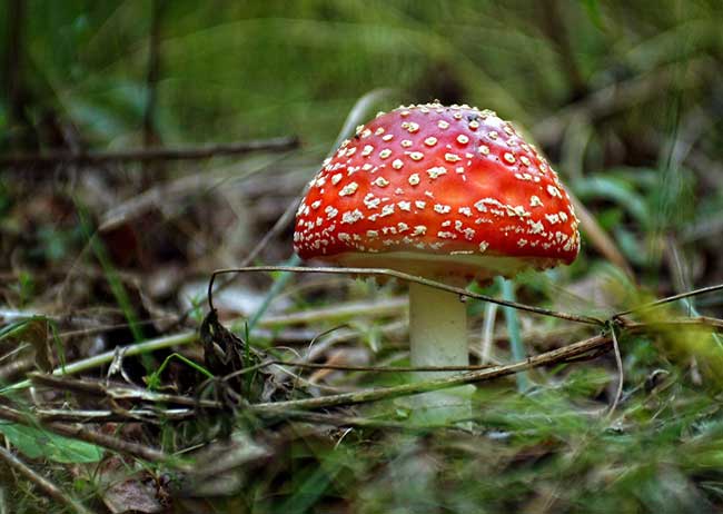 The largest mushrooms in the world