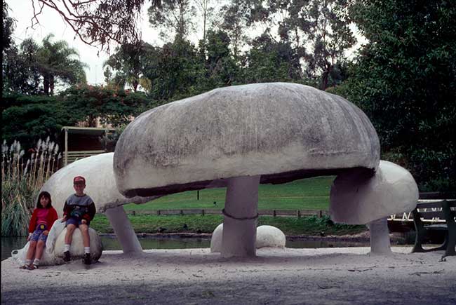 The largest mushrooms in the world