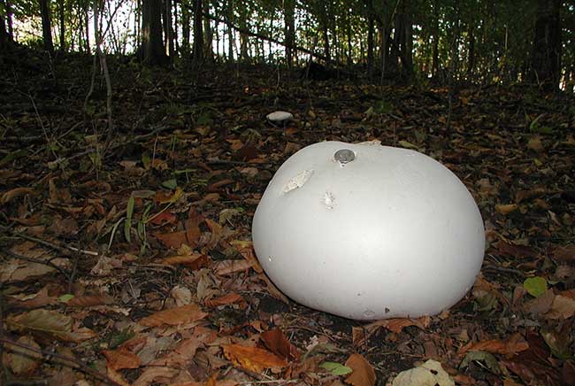 The largest mushrooms in the world