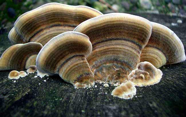 The largest mushrooms in the world