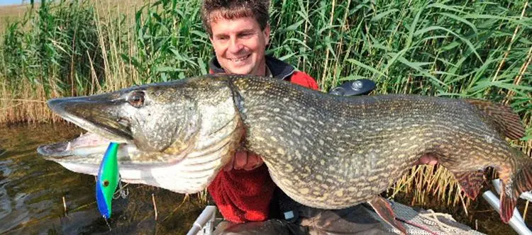 The most catchy wobblers for pike, rating of the best with photos