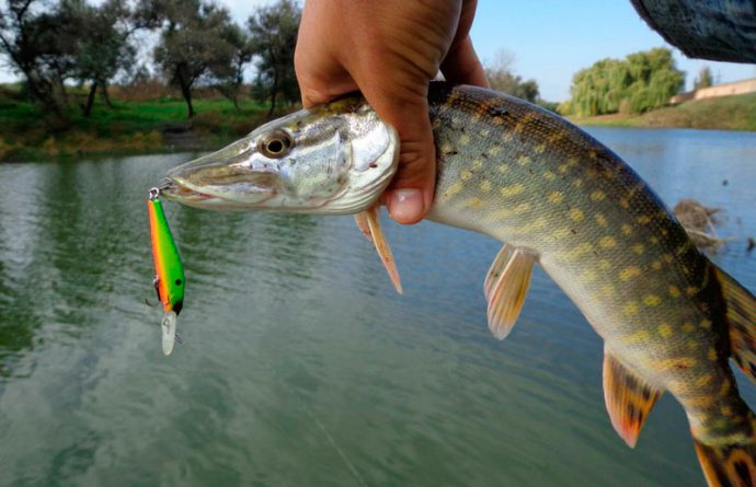 The most catchy wobblers for pike, rating of the best with photos