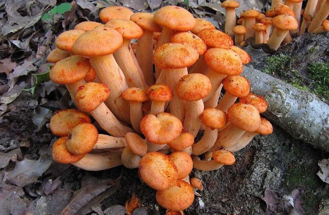 The most poisonous mushrooms in the world – Healthy Food Near Me