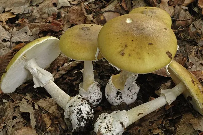 The most poisonous mushrooms in the world