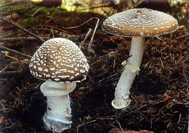 The Most Poisonous Mushrooms In The World Healthy Food Near Me 7141