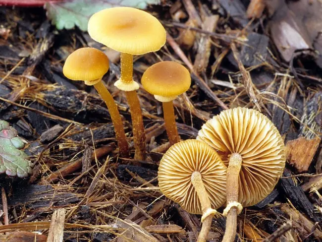 The most poisonous mushrooms in the world