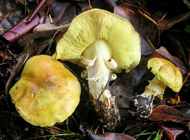 The most poisonous mushrooms in the world