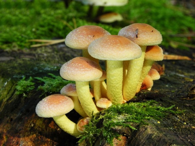 The most poisonous mushrooms in the world