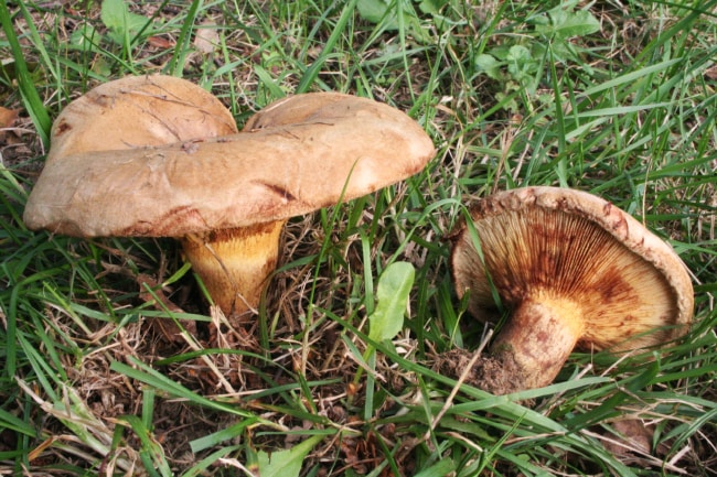 The most poisonous mushrooms in the world