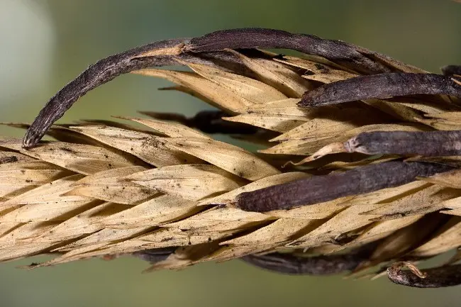 The most poisonous mushrooms in the world