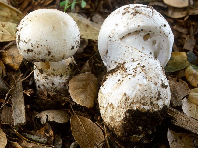 The most poisonous mushrooms in the world