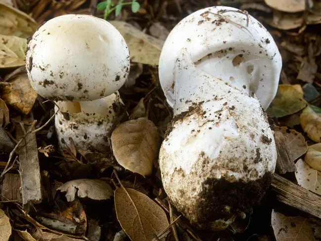 The most poisonous mushrooms in the world