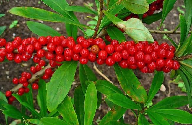 The most poisonous plants in the world