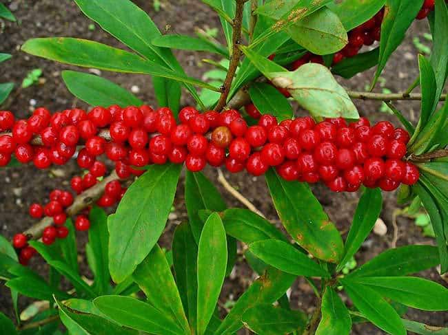 The most poisonous plants in the world