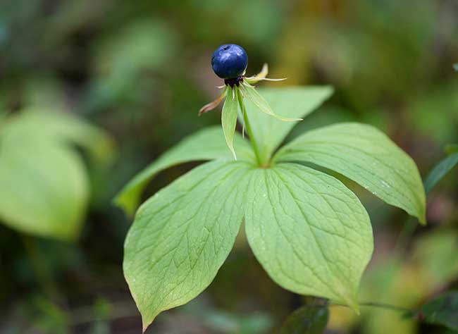 The most poisonous plants in the world