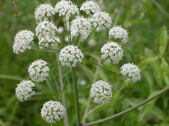 The most poisonous plants in the world