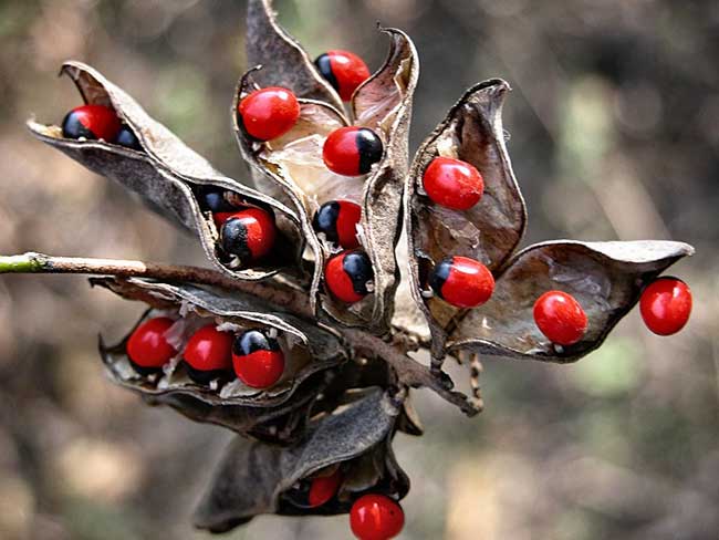 The most poisonous plants in the world