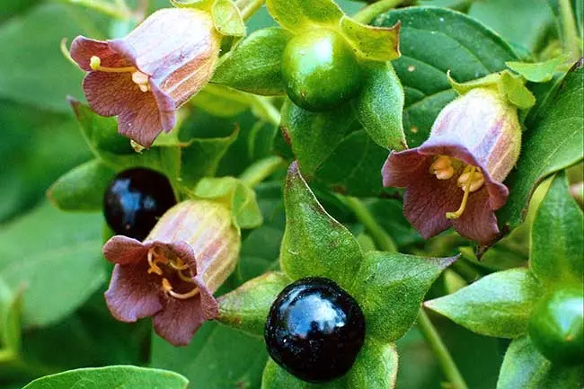 The most poisonous plants in the world