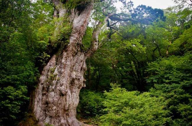 The oldest trees in the world