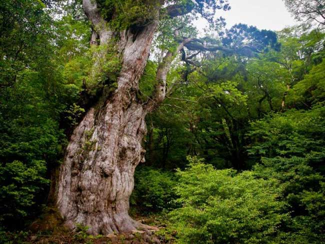 The oldest trees in the world