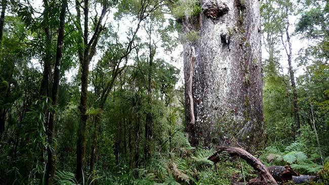 The oldest trees in the world