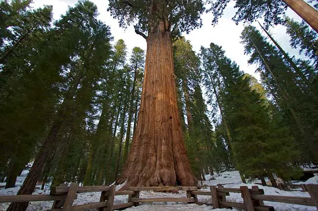 The oldest trees in the world