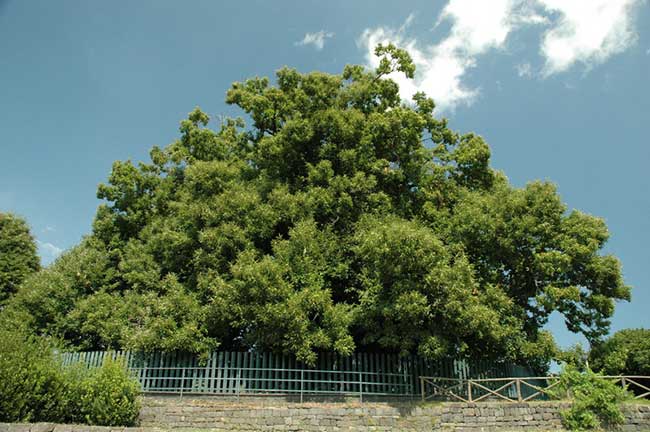 The oldest trees in the world