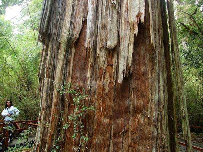 The oldest trees in the world