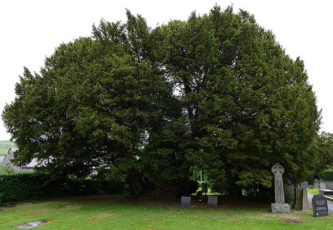 The oldest trees in the world